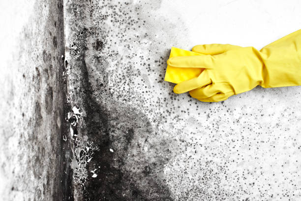 Best Industrial Mold Remediation in Frontenac, MO