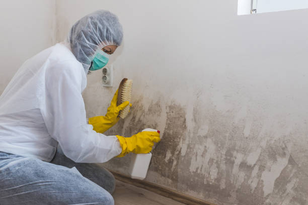 Best Basement Mold Remediation in Frontenac, MO