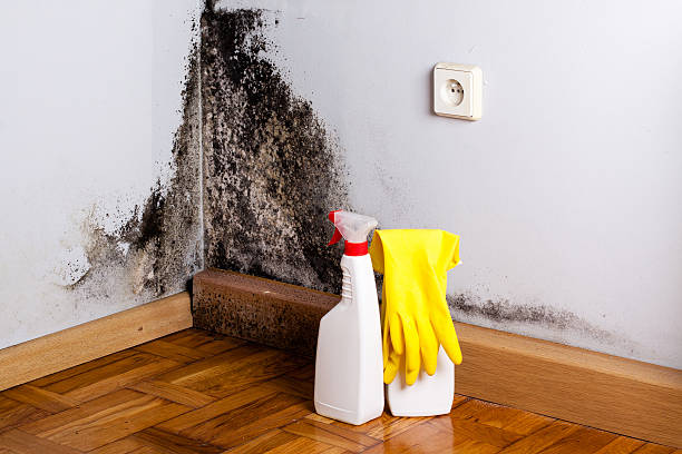 Best Residential Mold Remediation in Frontenac, MO